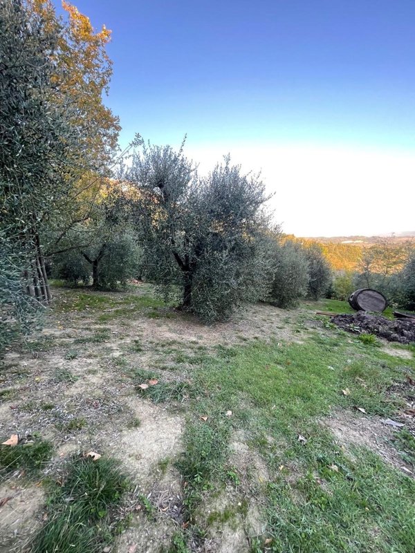 terreno agricolo in vendita a Terricciola
