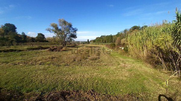 terreno agricolo in vendita a Terricciola