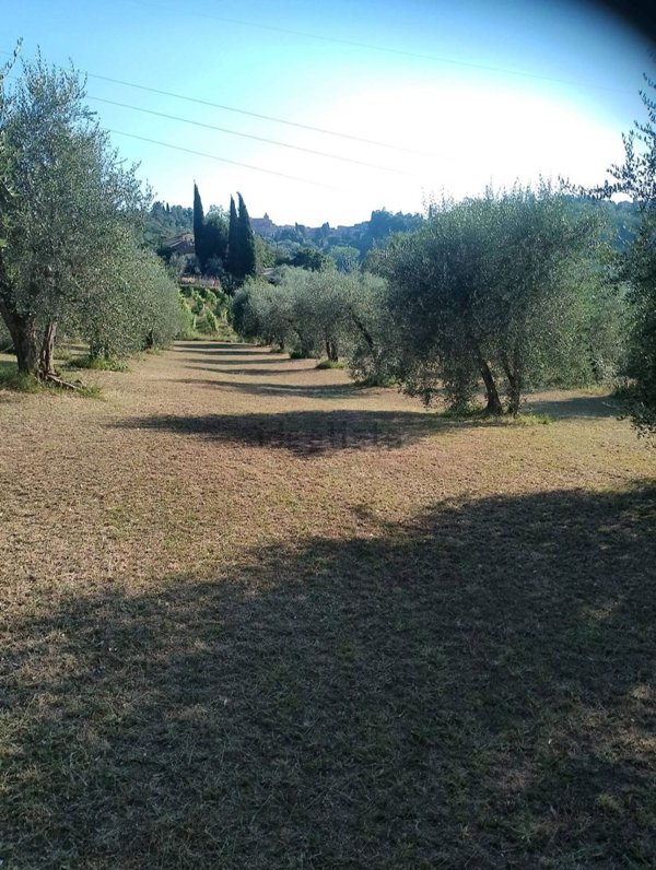 terreno agricolo in vendita a Terricciola