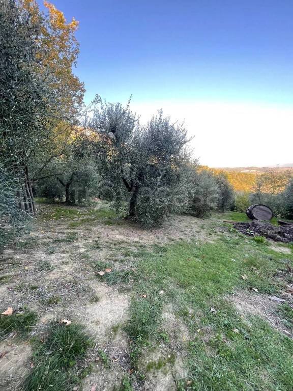 terreno agricolo in vendita a Terricciola