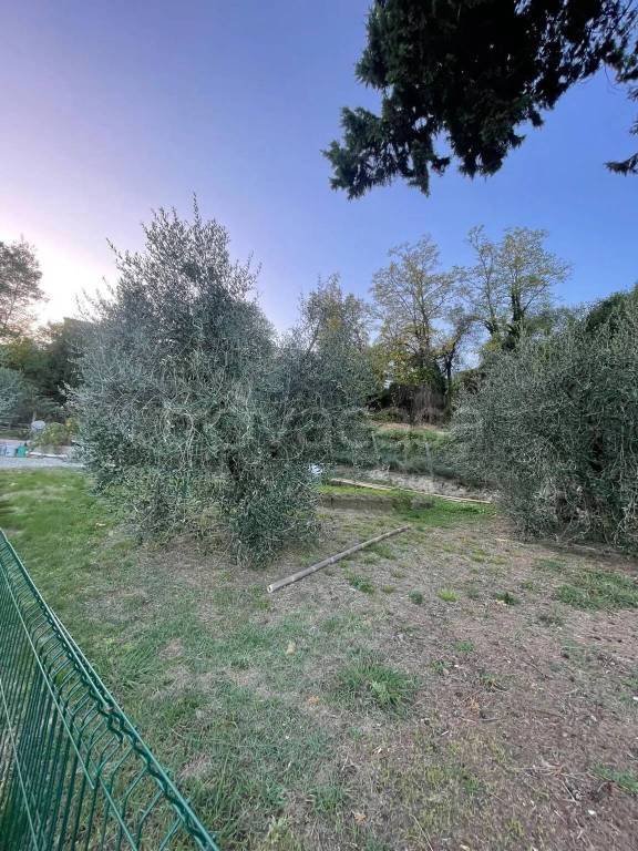 terreno agricolo in vendita a Terricciola