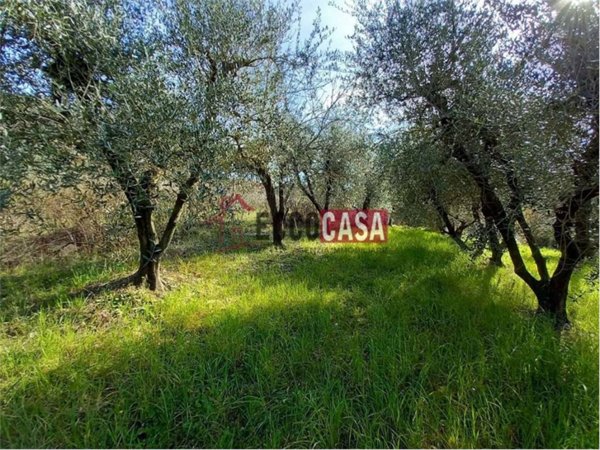 terreno agricolo in vendita a Terricciola in zona Morrona
