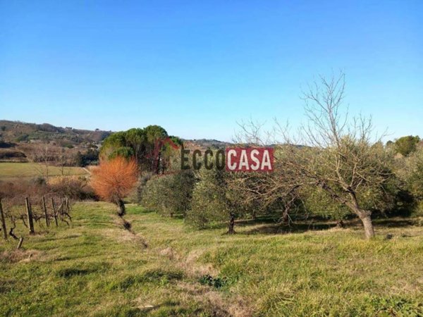 terreno agricolo in vendita a Terricciola