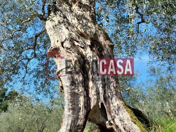 terreno agricolo in vendita a Terricciola