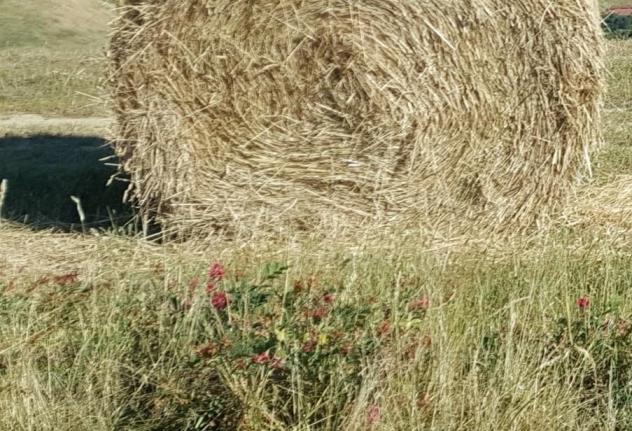 terreno agricolo in vendita a Terricciola in zona Chientina