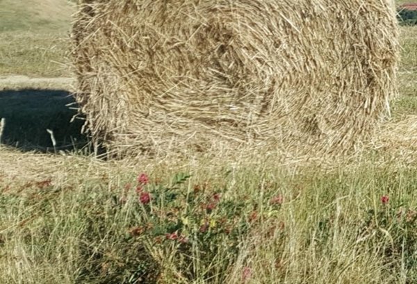 terreno agricolo in vendita a Terricciola in zona Chientina