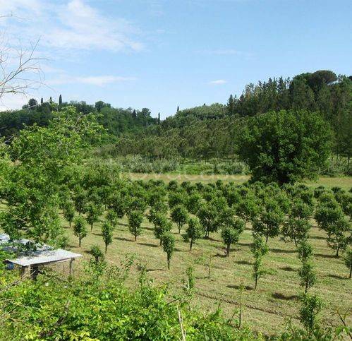 terreno agricolo in vendita a Terricciola in zona Soiana