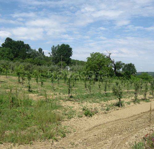 terreno agricolo in vendita a Terricciola