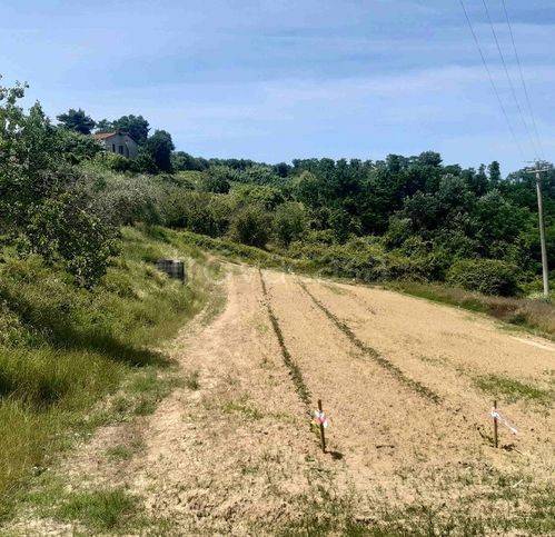 terreno agricolo in vendita a Terricciola