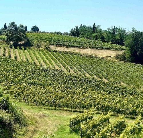 terreno agricolo in vendita a Terricciola