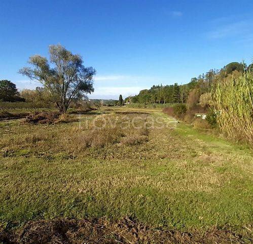 terreno agricolo in vendita a Terricciola