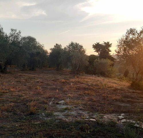 terreno agricolo in vendita a Terricciola in zona Soiana
