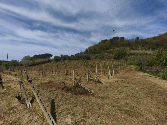 terreno agricolo in vendita a Terricciola in zona Soiana