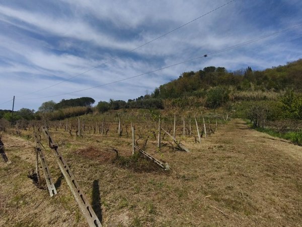 terreno agricolo in vendita a Terricciola in zona Soiana
