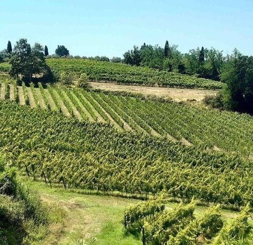 terreno agricolo in vendita a Terricciola
