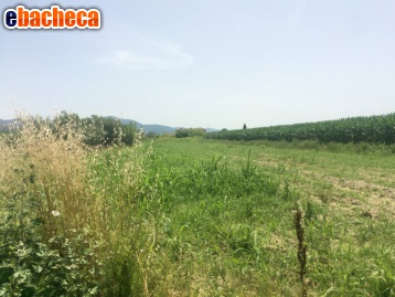 terreno agricolo in vendita a Vecchiano in zona Nodica