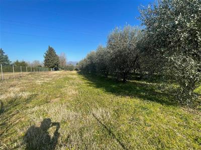 terreno agricolo in vendita a Vecchiano