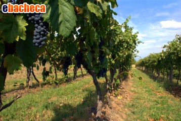 terreno agricolo in vendita a Vecchiano in zona Nodica
