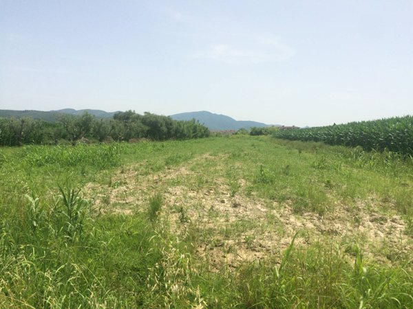 terreno agricolo in vendita a Vecchiano in zona Nodica