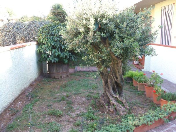 intera palazzina in vendita a Vecchiano
