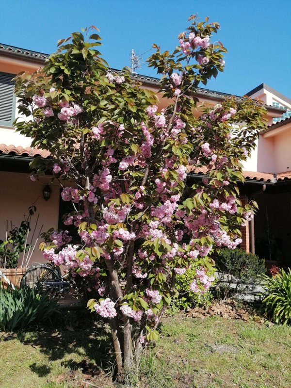 casa indipendente in vendita a Vecchiano in zona Nodica