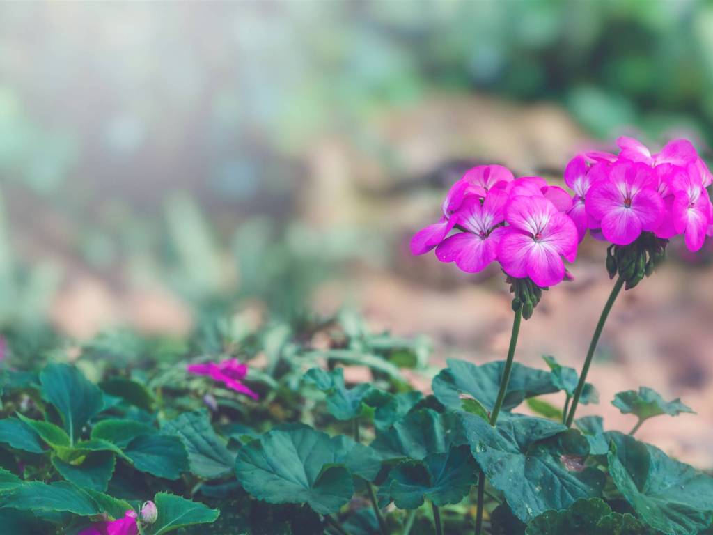 casa indipendente in vendita a Vecchiano in zona Nodica
