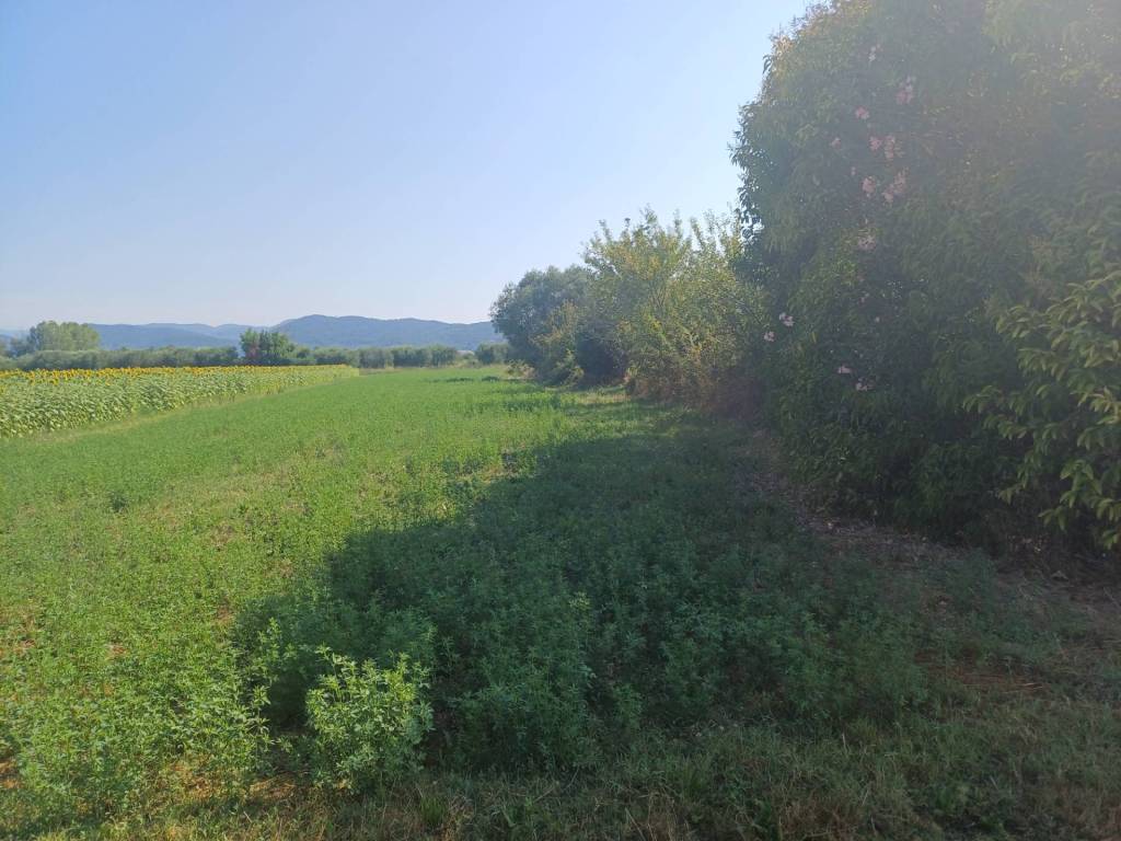 terreno agricolo in vendita a Vecchiano in zona Nodica
