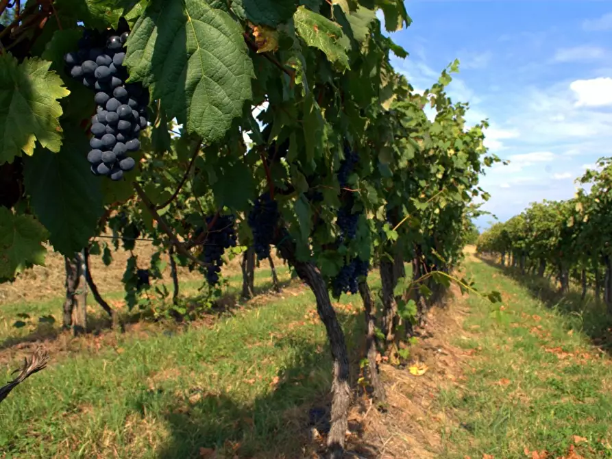 terreno agricolo in vendita a Vecchiano in zona Nodica
