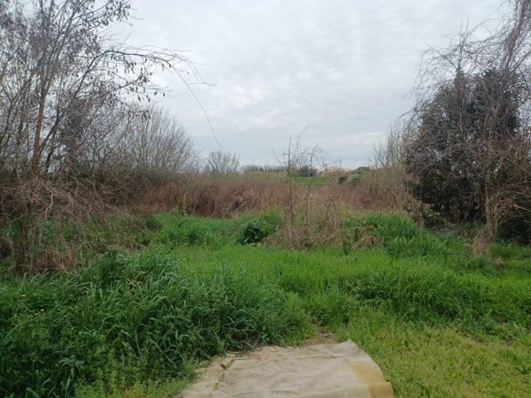 terreno agricolo in vendita a Vecchiano in zona Avane