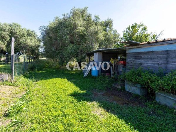 terreno agricolo in vendita a Vecchiano