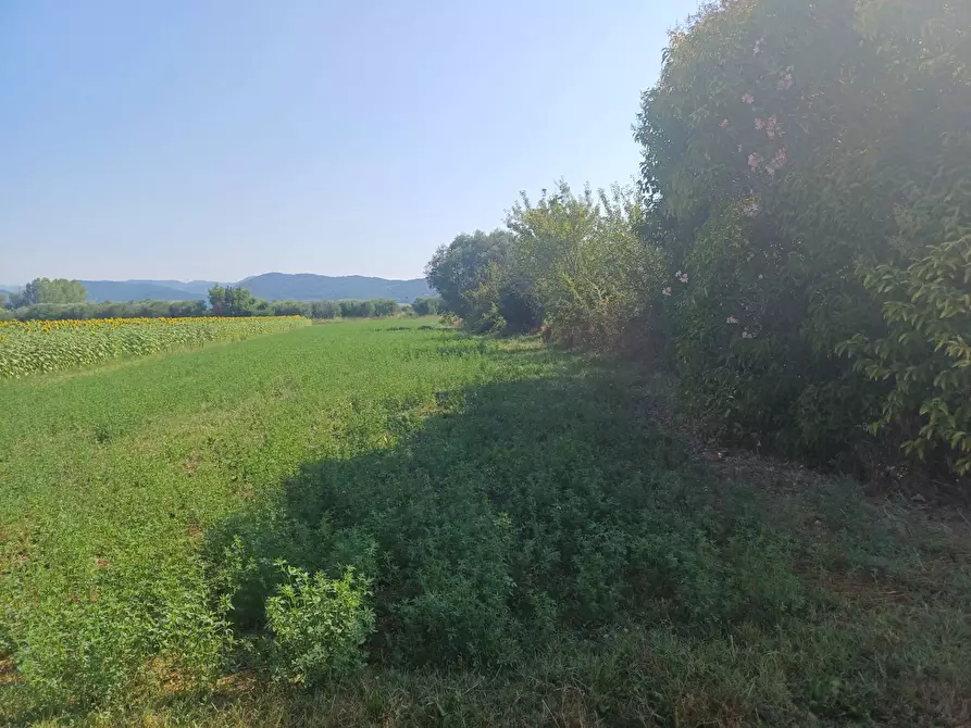 terreno agricolo in vendita a Vecchiano in zona Nodica