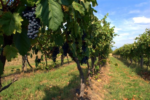 terreno in vendita a Vecchiano