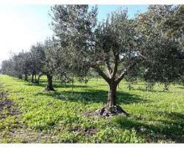 terreno in vendita a Vicopisano
