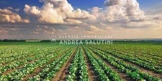 terreno agricolo in vendita a Vicopisano