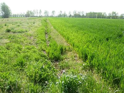 terreno agricolo in vendita a Vicopisano in zona Caprona