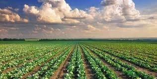 terreno agricolo in vendita a Vicopisano