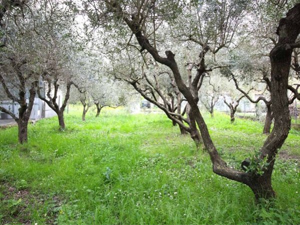 casa indipendente in vendita a Vicopisano