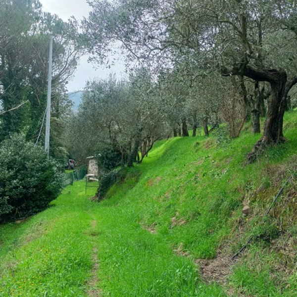 terreno agricolo in vendita a Vicopisano in zona Caprona