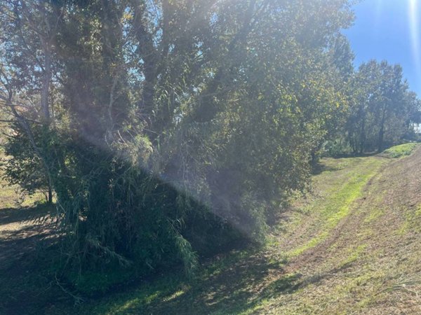 terreno agricolo in vendita a Vicopisano