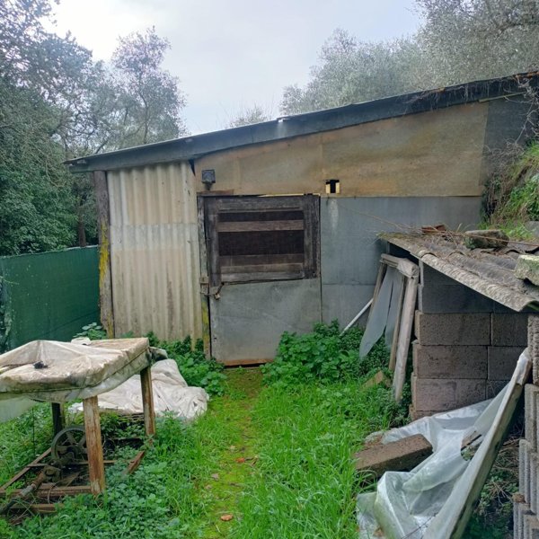 terreno agricolo in vendita a Vicopisano