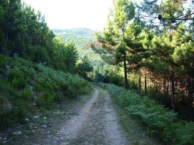terreno agricolo in vendita a Vicopisano