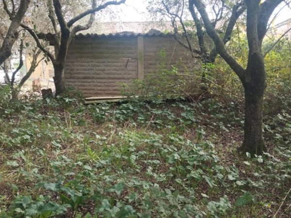 terreno agricolo in vendita a Vicopisano