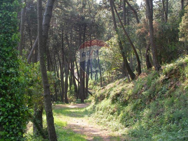casa indipendente in vendita a Vicopisano