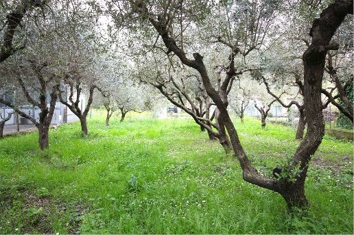 appartamento in vendita a Vicopisano