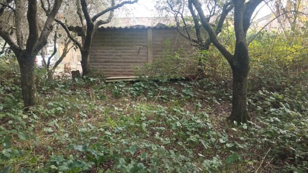 terreno agricolo in vendita a Vicopisano