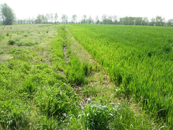 terreno in vendita a Vicopisano in zona Caprona
