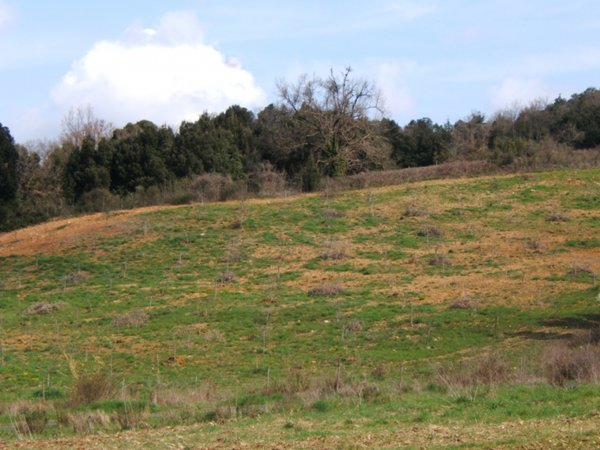 terreno agricolo in vendita a Volterra in zona Mazzolla