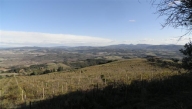 azienda agricola in vendita a Volterra