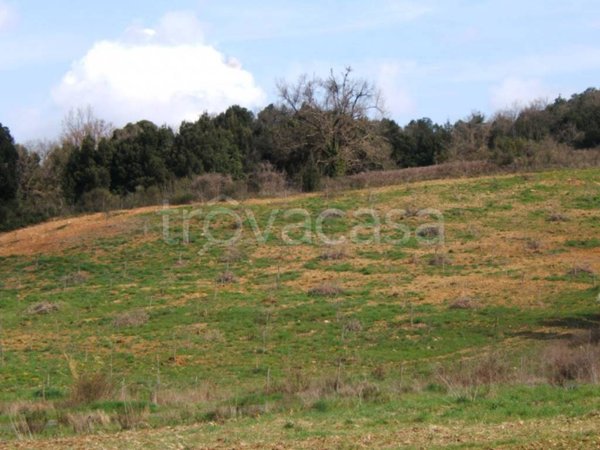 terreno agricolo in vendita a Volterra in zona Mazzolla