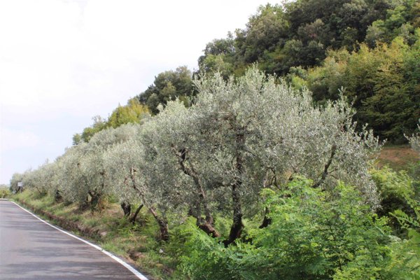 terreno agricolo in vendita a Volterra